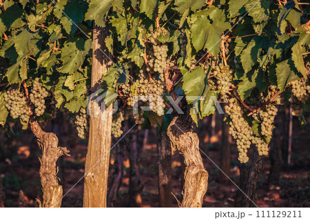 Ripe white grape on the vine ready to eat or harvest for wine Croatia 111129211