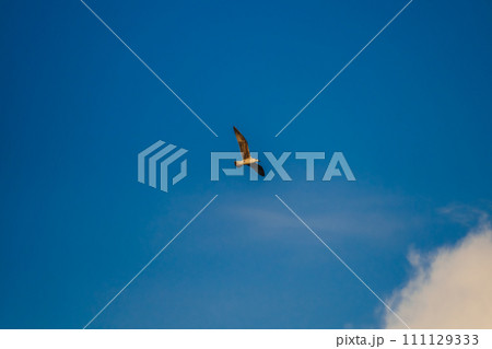 Fregat bird birds flock are flying around with blue sky clouds background. 111129333