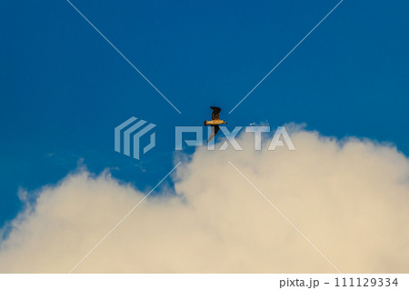 Fregat bird birds flock are flying around with blue sky clouds background. 111129334