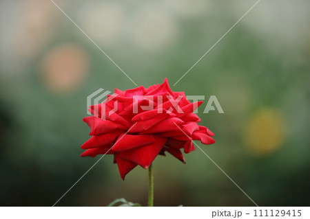 荒尾市　おもやい市民花壇　バラの花、 111129415