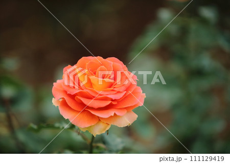 荒尾市 おもやい市民花壇 バラの花、 荒尾市 おもやい市民花壇 バラの花、 111129419