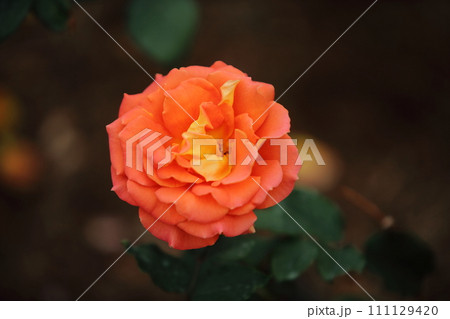 荒尾市　おもやい市民花壇　バラの花、 111129420