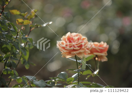 荒尾市 おもやい市民花壇 バラの花、 荒尾市 おもやい市民花壇 バラの花、 111129422
