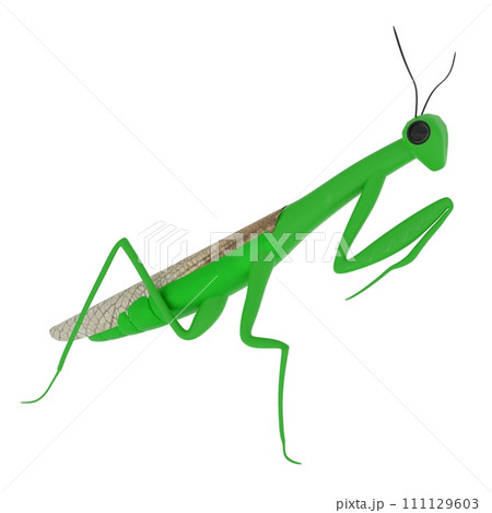 Mantis isolated on white background Mantis isolated on white background 111129603