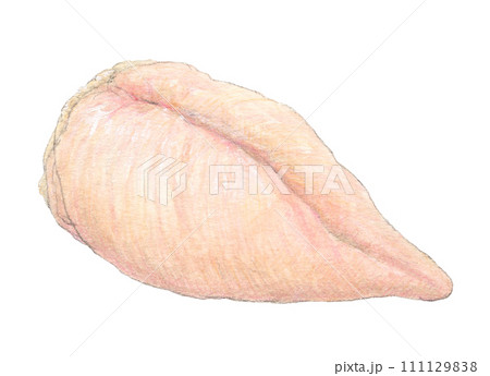 鶏肉(とりむね肉)　水彩色鉛筆イラスト 111129838
