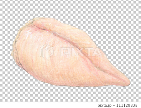 鶏肉(とりむね肉)　水彩色鉛筆イラスト 111129838