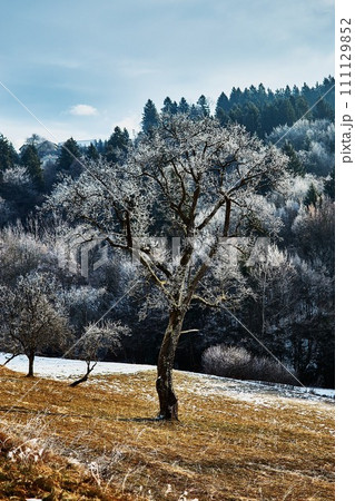 Winter landscape of field with mountains Winter landscape of field with mountains 111129852