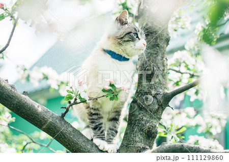Siamese cat on a blossoming apple tree Siamese cat on a blossoming apple tree 111129860