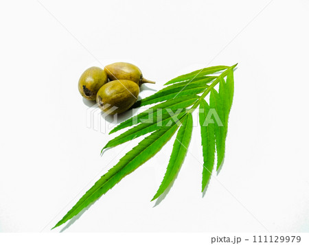 A picture of tamarillo with leaves isolated on white background A picture of tamarillo with leaves isolated on white background 111129979