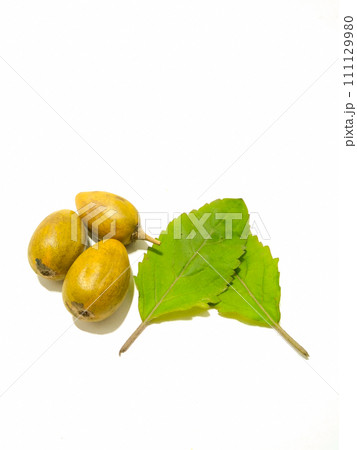 A picture of tamarillo with leaves isolated on white background A picture of tamarillo with leaves isolated on white background 111129980