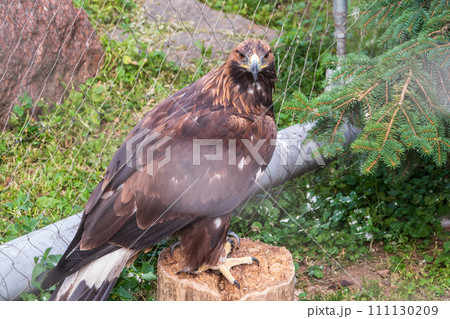 Bird of prey Golden Eagle, Aquila chrysaetos, sitting in a cage or aviary 111130209