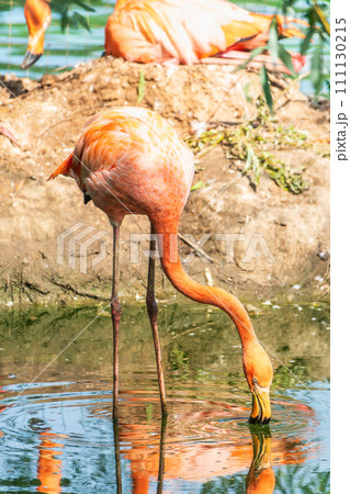 The greater flamingo, Phoenicopterus roseus, standing in water on lake shore. The greater flamingo, Phoenicopterus roseus, standing in water on lake shore. 111130215