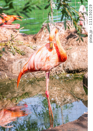 The greater flamingo, Phoenicopterus roseus, standing in water on lake shore. The greater flamingo, Phoenicopterus roseus, standing in water on lake shore. 111130219