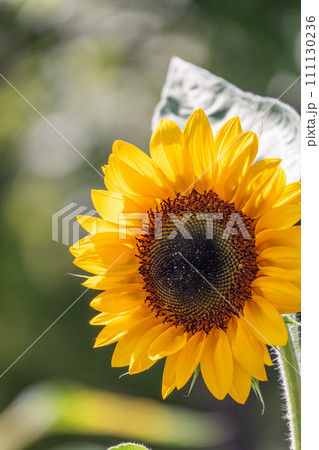 Close-up on the head of sunflower blooming, textures of stamens 111130236