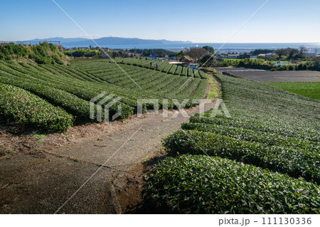 静岡県　茶畑と冠雪した富士山 111130336