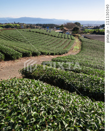 静岡県　茶畑と冠雪した富士山 111130340