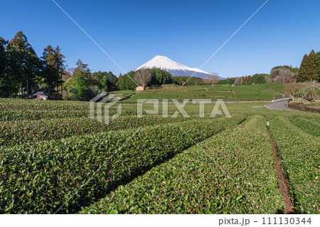 静岡県　茶畑と冠雪した富士山 111130344
