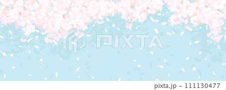 ふわふわした桜と青空 111130477