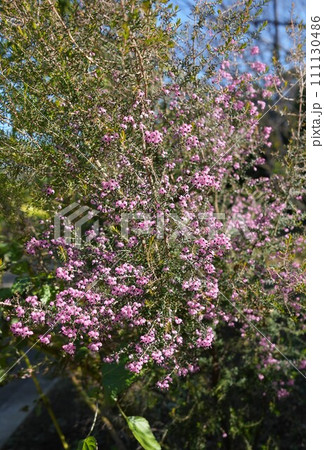 早春に咲くジャノメエリカの花 早春に咲くジャノメエリカの花 111130486
