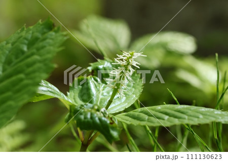 ヒトリシズカ　山野草　山林の下草　地味な白い花 111130623