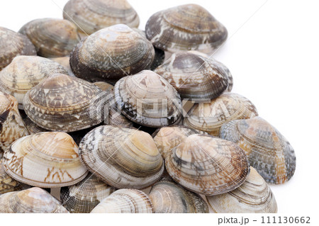 あさり あさり 111130662