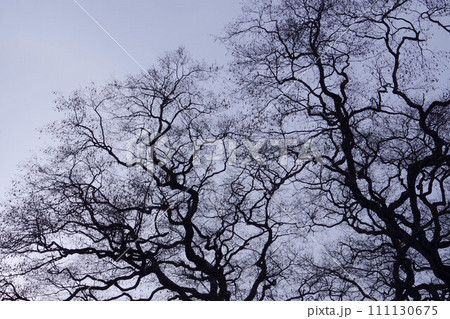 空に伸びる枝 111130675