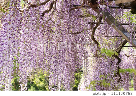 長藤 フジの花 長い花柄 日本的 長藤 フジの花 長い花柄 日本的 111130768