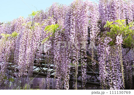 長藤　フジの花　長い花柄　日本的 111130769
