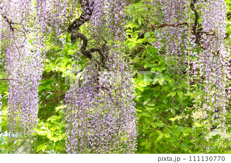 長藤 フジの花 長い花柄 日本的 長藤 フジの花 長い花柄 日本的 111130770
