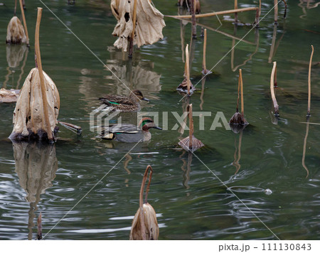 冬鳥カモ科コガモの採餌行動 111130843