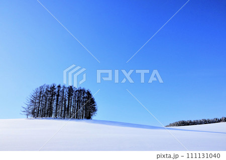 青空広がる冬の美瑛の丘 青空広がる冬の美瑛の丘 111131040