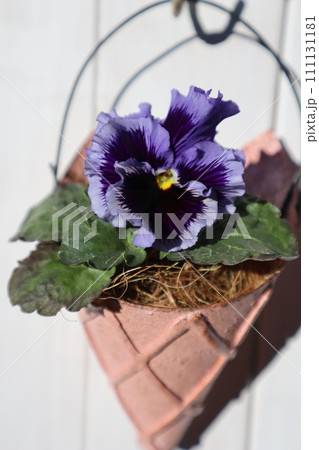 リメイク缶に植えた紫色フリルパンジー リメイク缶に植えた紫色フリルパンジー 111131181