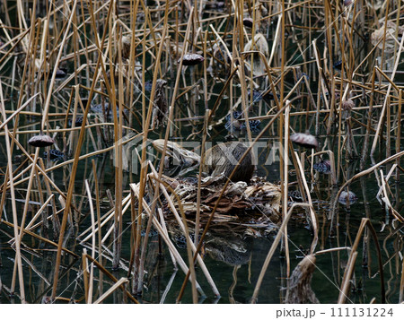 蓮池で営巣するヌートリア科ヌートリア 111131224