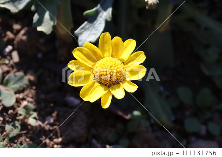 冬の庭に咲く黄色いクリサンセマム・ムルチコーレの花 111131756