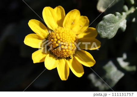 冬の庭に咲く黄色いクリサンセマム・ムルチコーレの花 111131757