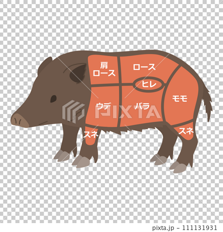 猪肉の部位のイラスト 111131931