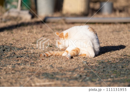 くつろぐ猫 茶白猫 くつろぐ猫 茶白猫 111131955