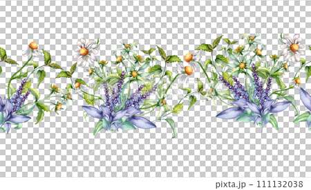 Seamless border of sage herbal plant, bidens flower watercolor illustration isolated on white. Board with salvia, nettle, chamomile. Useful herbs hand drawn. Design for label, package, print Seamless border of sage herbal plant, bidens flower watercolor illustration isolated on white. Board with salvia, nettle, chamomile. Useful herbs hand drawn. Design for label, package, print 111132038