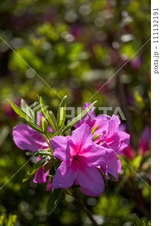 躑躅の花びらを透けてくる春の光 躑躅の花びらを透けてくる春の光 111132191