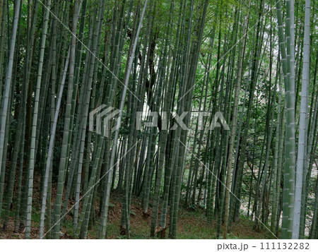 冬の雨に霞む竹林 111132282