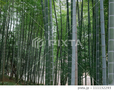 冬の雨に霞む竹林 111132293