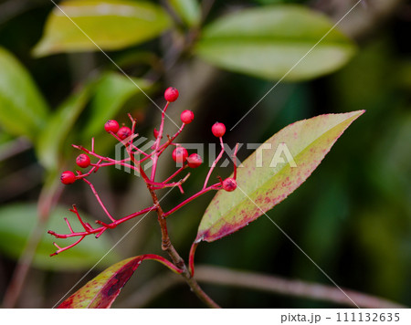 バラ科カナメモチの残された赤い果実 111132635