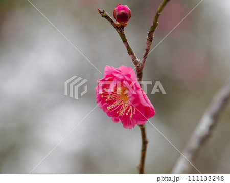 春を告げる紅梅の花　未開紅 111133248