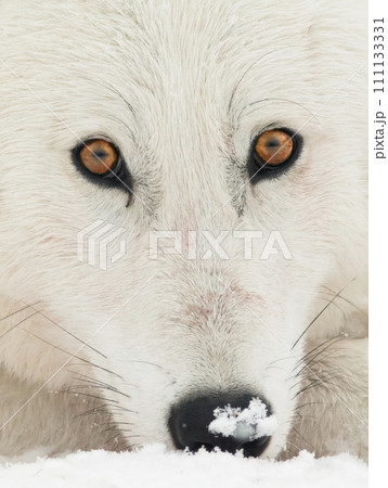 close-up of the eyes and nose of an arctic wolf close-up of the eyes and nose of an arctic wolf 111133331