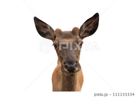 female deer isolated on white background female deer isolated on white background 111133334