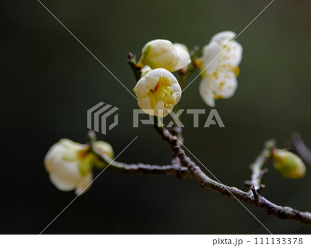 白梅の開花　野梅製の実梅品種青軸 111133378