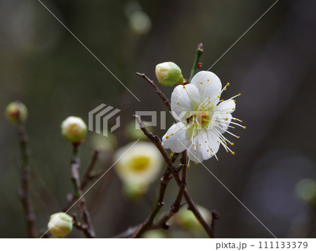 白梅の開花　野梅製の実梅品種青軸 111133379