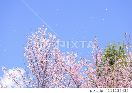 青空と桜ふぶき（動画との同時撮影） 111133433