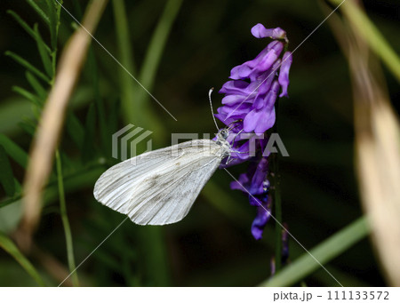 A white butterfly on a purple meadow flower A white butterfly on a purple meadow flower 111133572