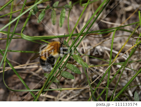 Bumblebee on a green meadow blade of grass Bumblebee on a green meadow blade of grass 111133574